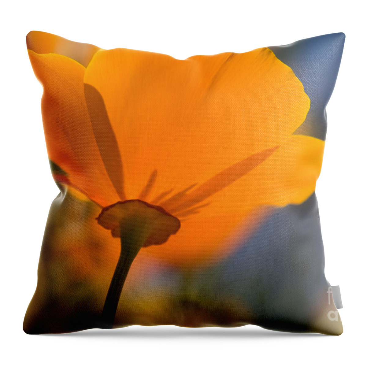 Poppies Throw Pillow featuring the photograph California Poppy by Chris Scroggins