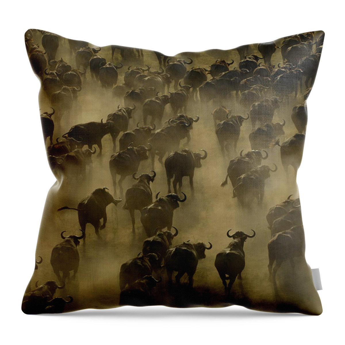 Feb0514 Throw Pillow featuring the photograph Cape Buffalo Herd Stampeding Africa by Pete Oxford