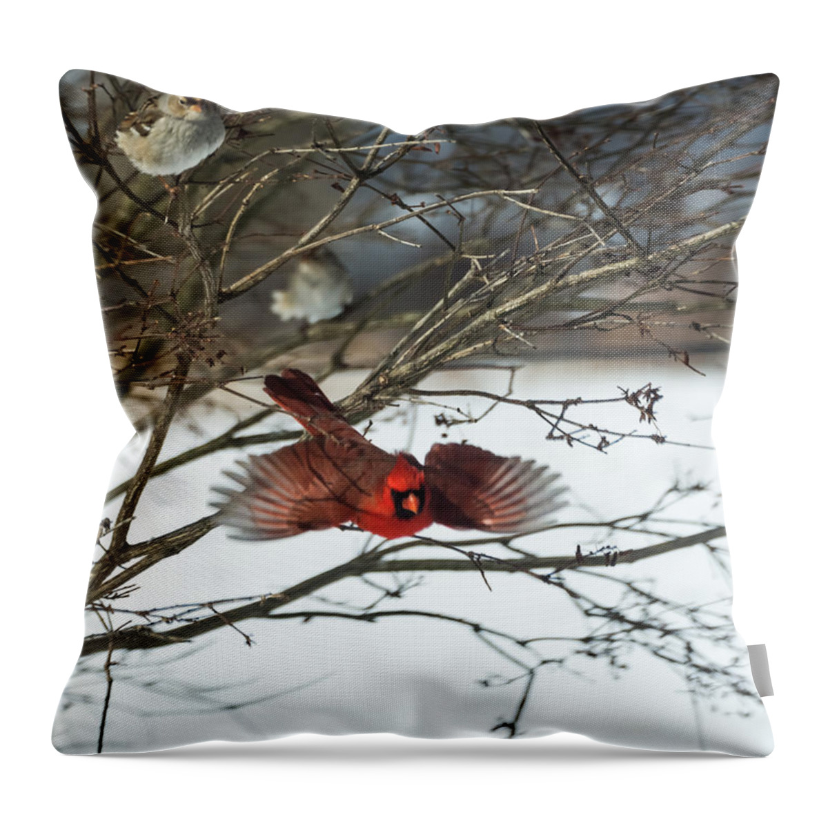 Jan Holden Throw Pillow featuring the photograph Cardinal in Flight by Holden The Moment