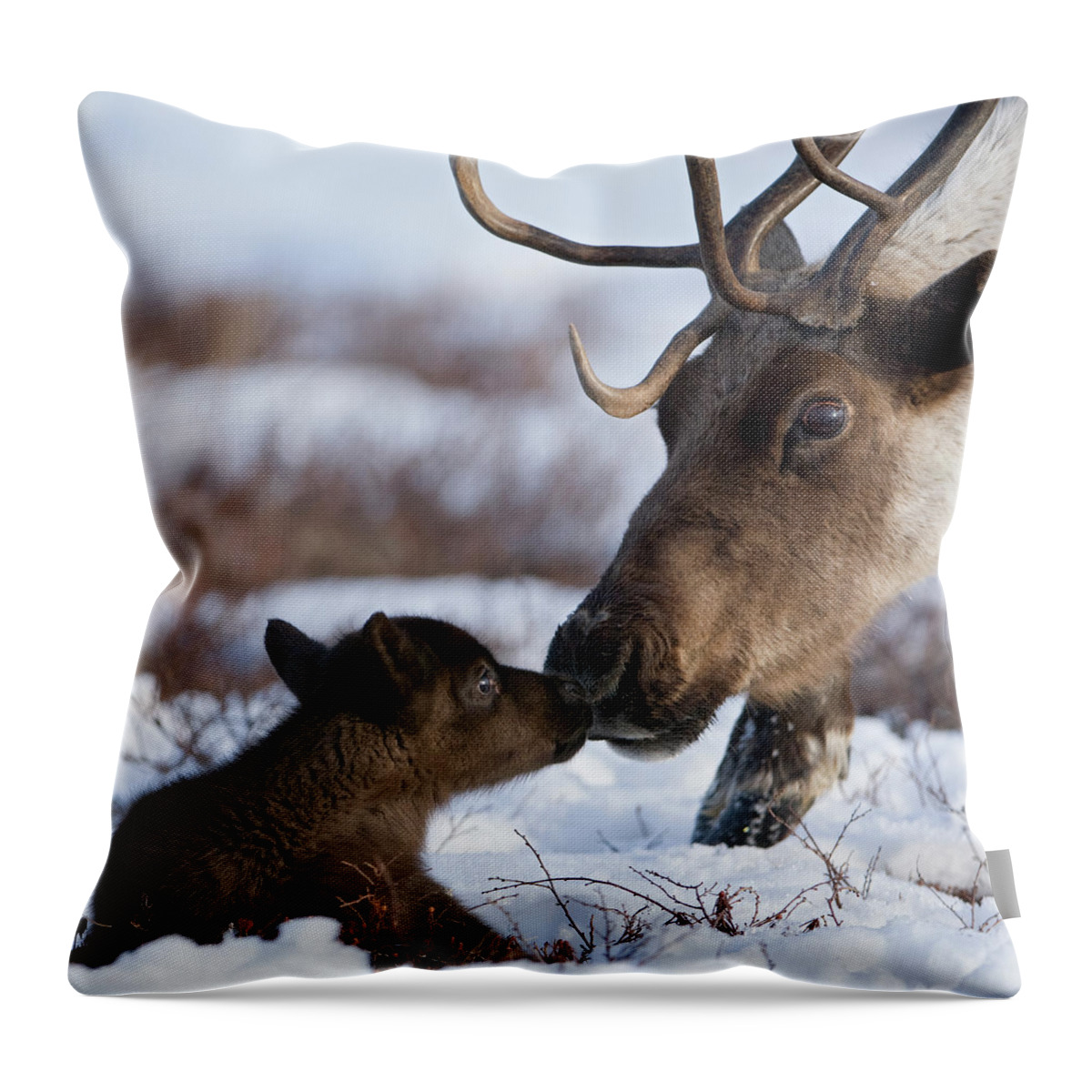 00782253 Throw Pillow featuring the photograph Caribou Mother Nuzzling Calf by Sergey Gorshkov