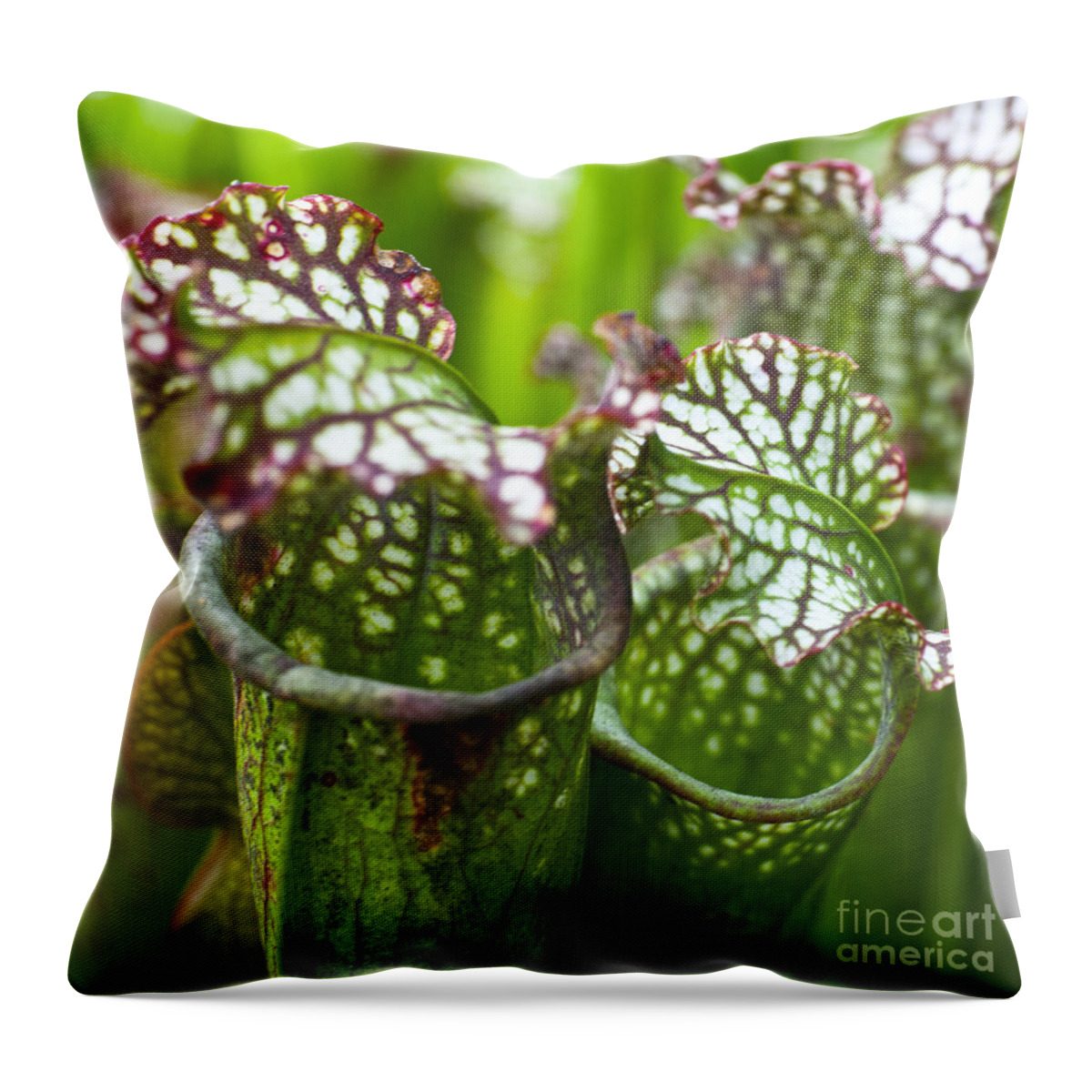 Flora Throw Pillow featuring the photograph Carnivorous plants by Heiko Koehrer-Wagner