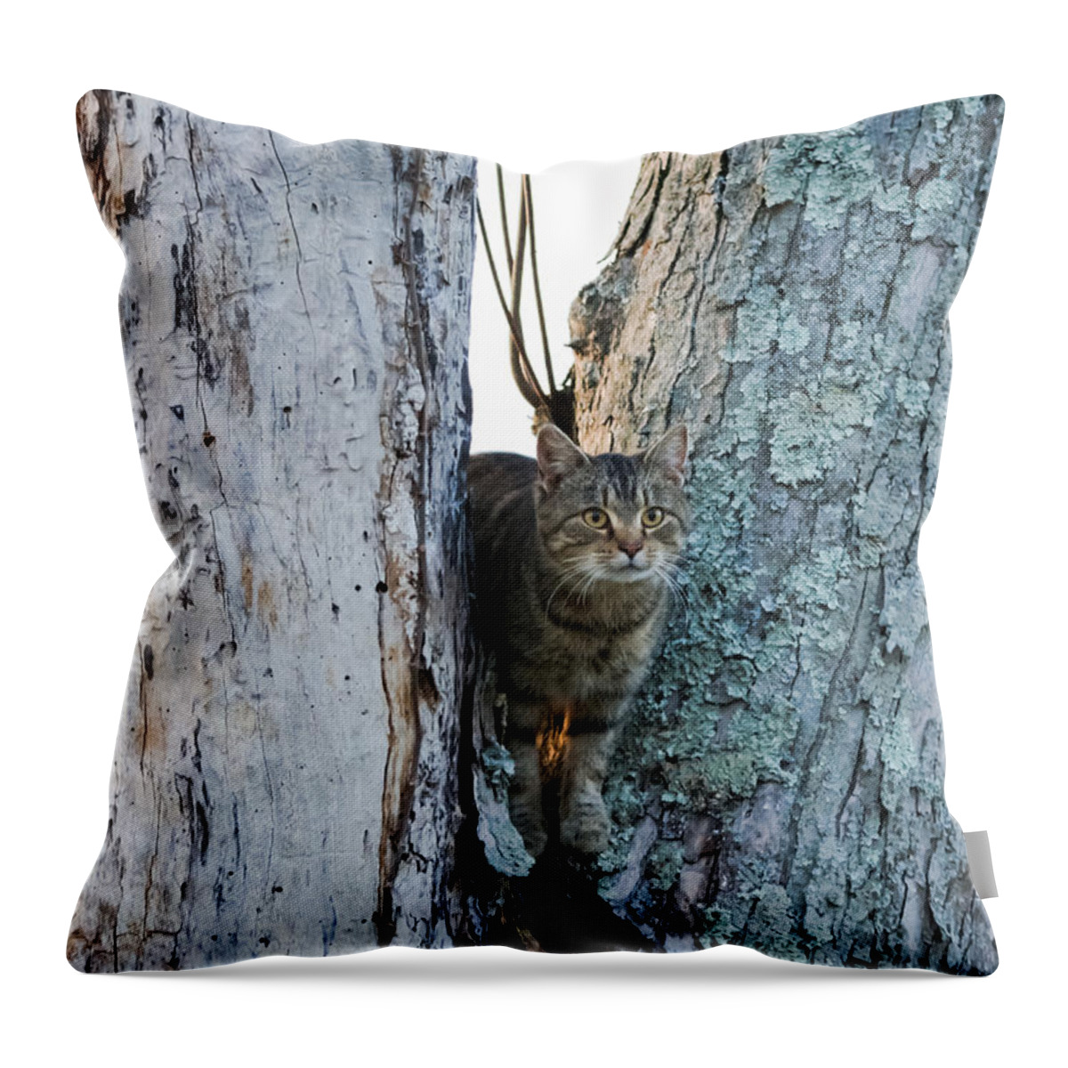 Cat Throw Pillow featuring the photograph Cat On The Lookout by Holden The Moment