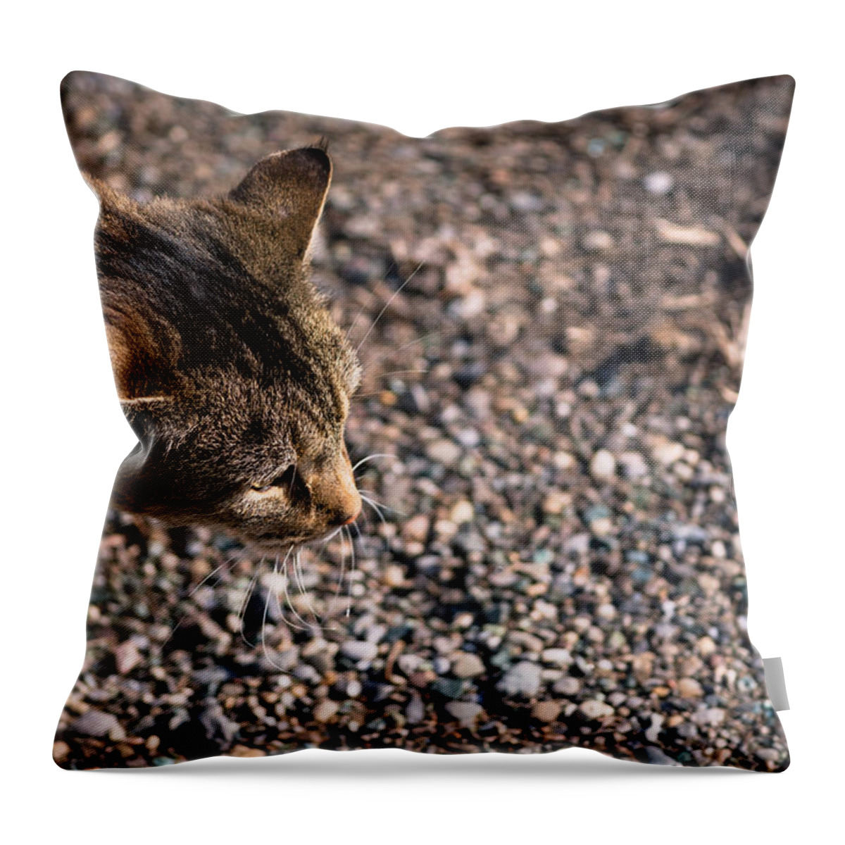 Cat Throw Pillow featuring the photograph Cat On The Prowl by Holden The Moment