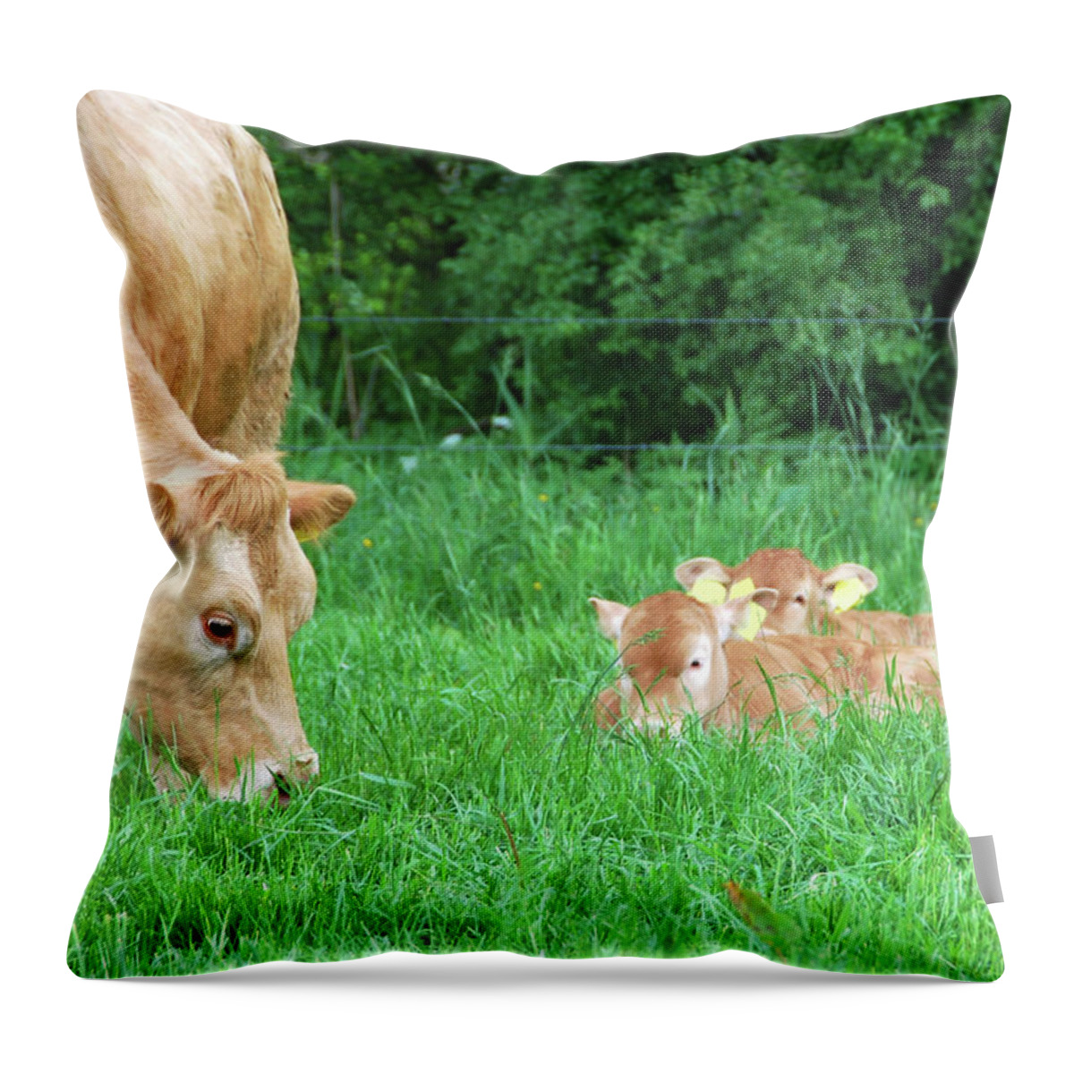 North Brabant Throw Pillow featuring the photograph Charolais Cow With Two Calfs by 49pauly