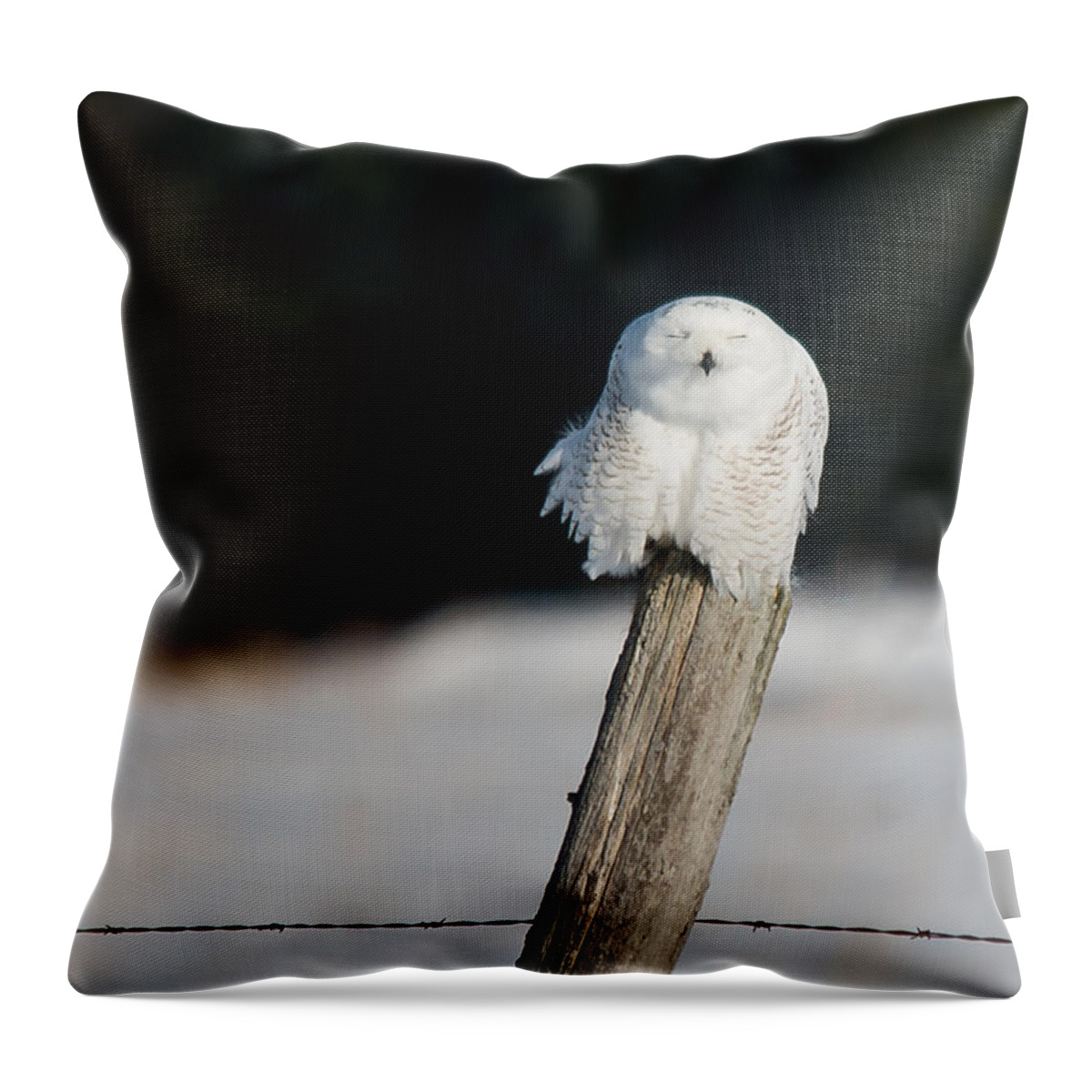 Snowy Owl Throw Pillow featuring the photograph Cheeky Snowy by Cheryl Baxter