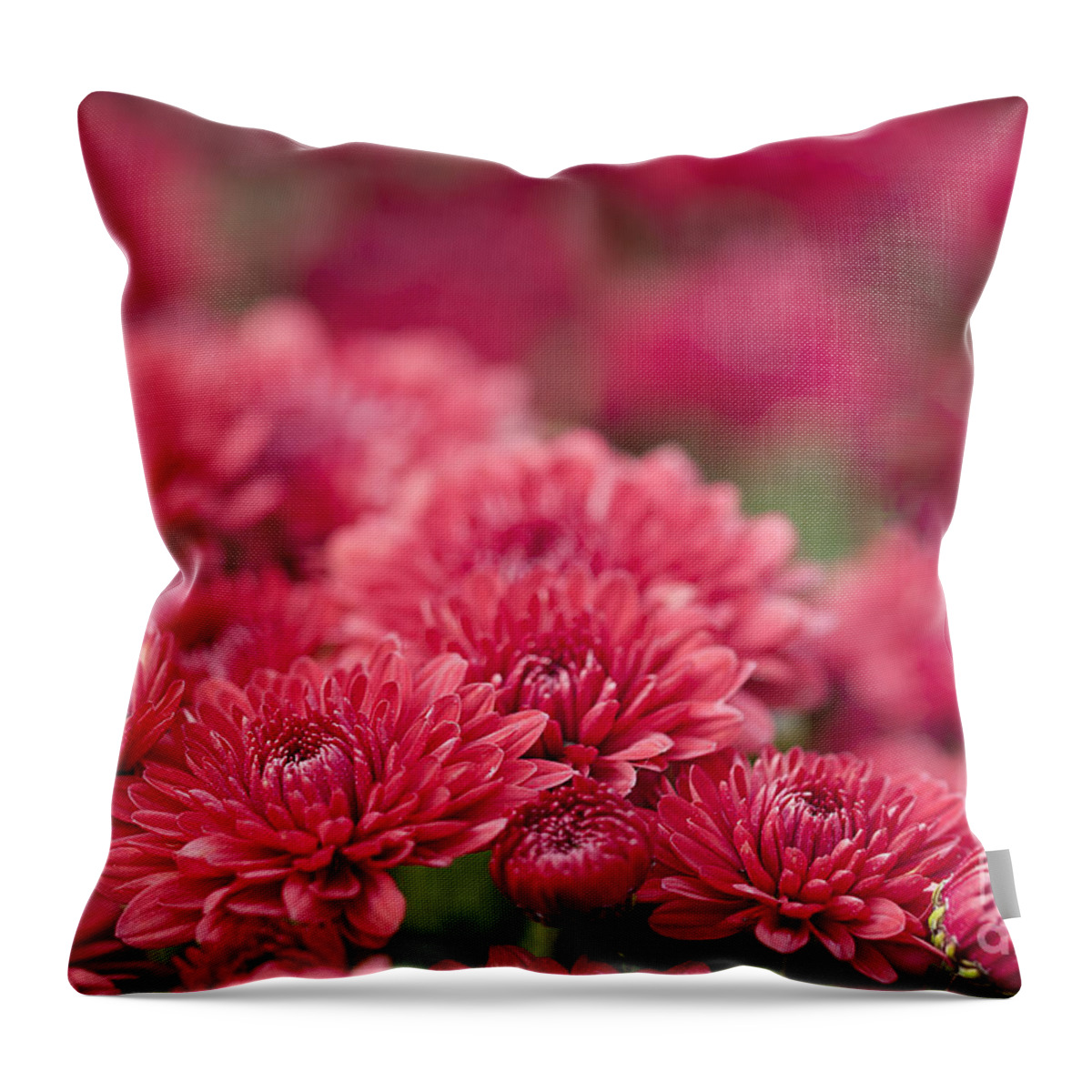 Mums Throw Pillow featuring the photograph Cheerful by Patty Colabuono