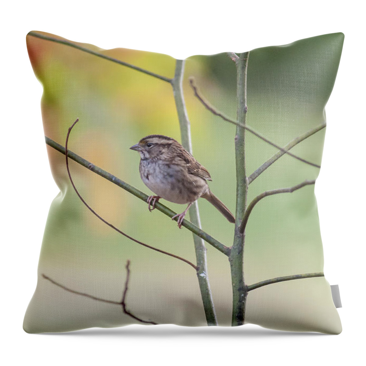 White Throated Sparrow Throw Pillow featuring the photograph Chillin' by Cathy Kovarik