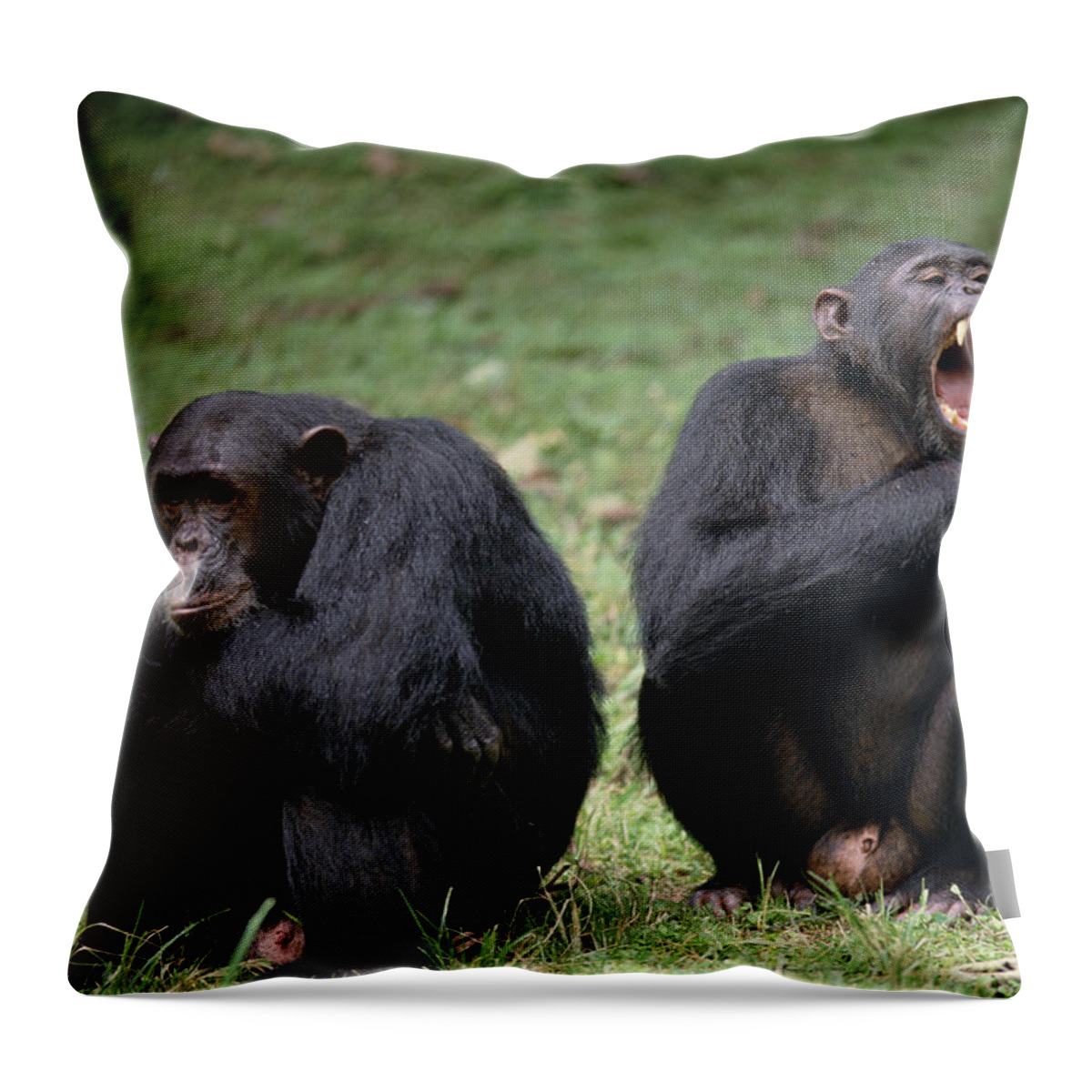 Feb0514 Throw Pillow featuring the photograph Chimpanzee Pair Interacting Gombe Stream by Gerry Ellis