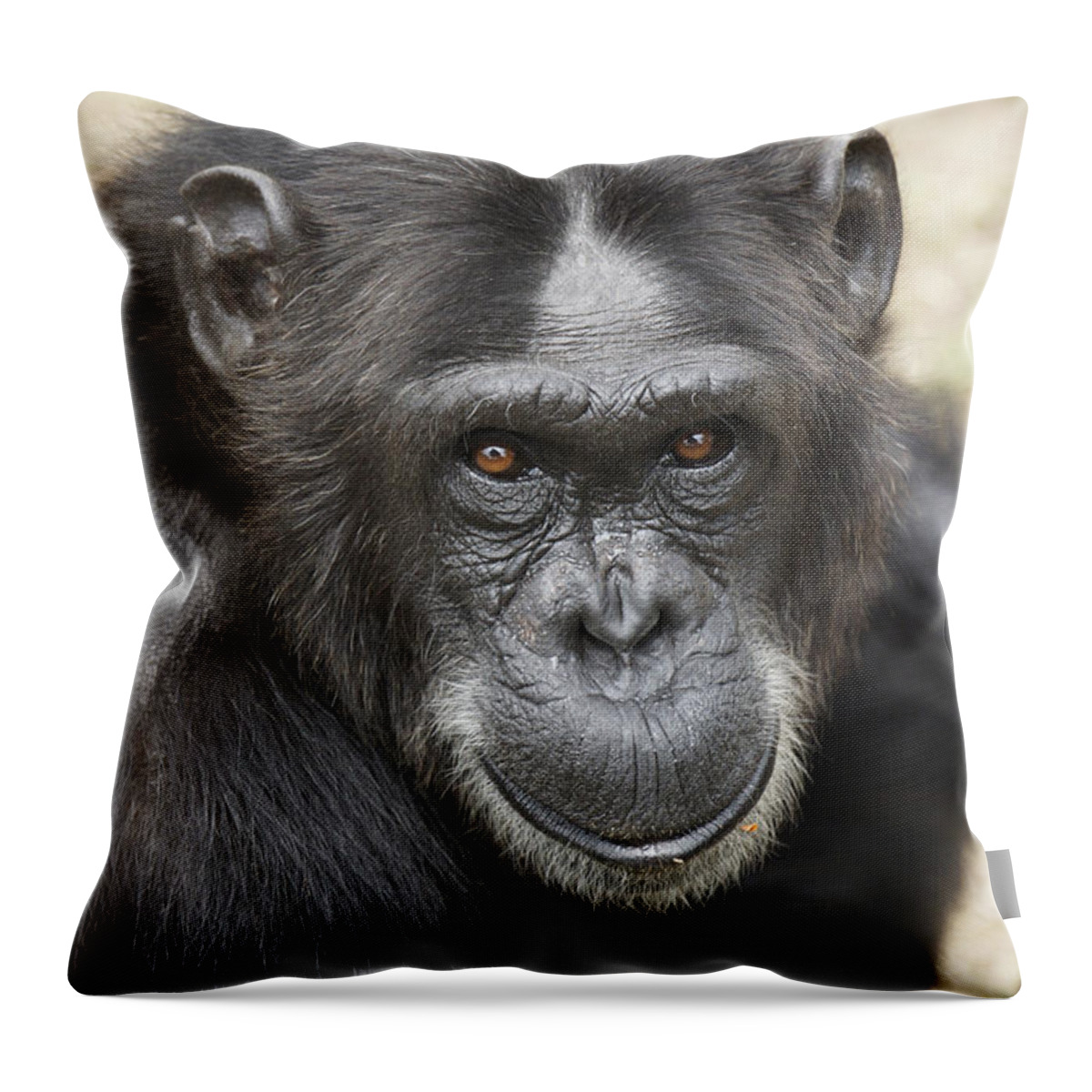 Hiroya Minakuchi Throw Pillow featuring the photograph Chimpanzee Portrait Ol Pejeta by Hiroya Minakuchi