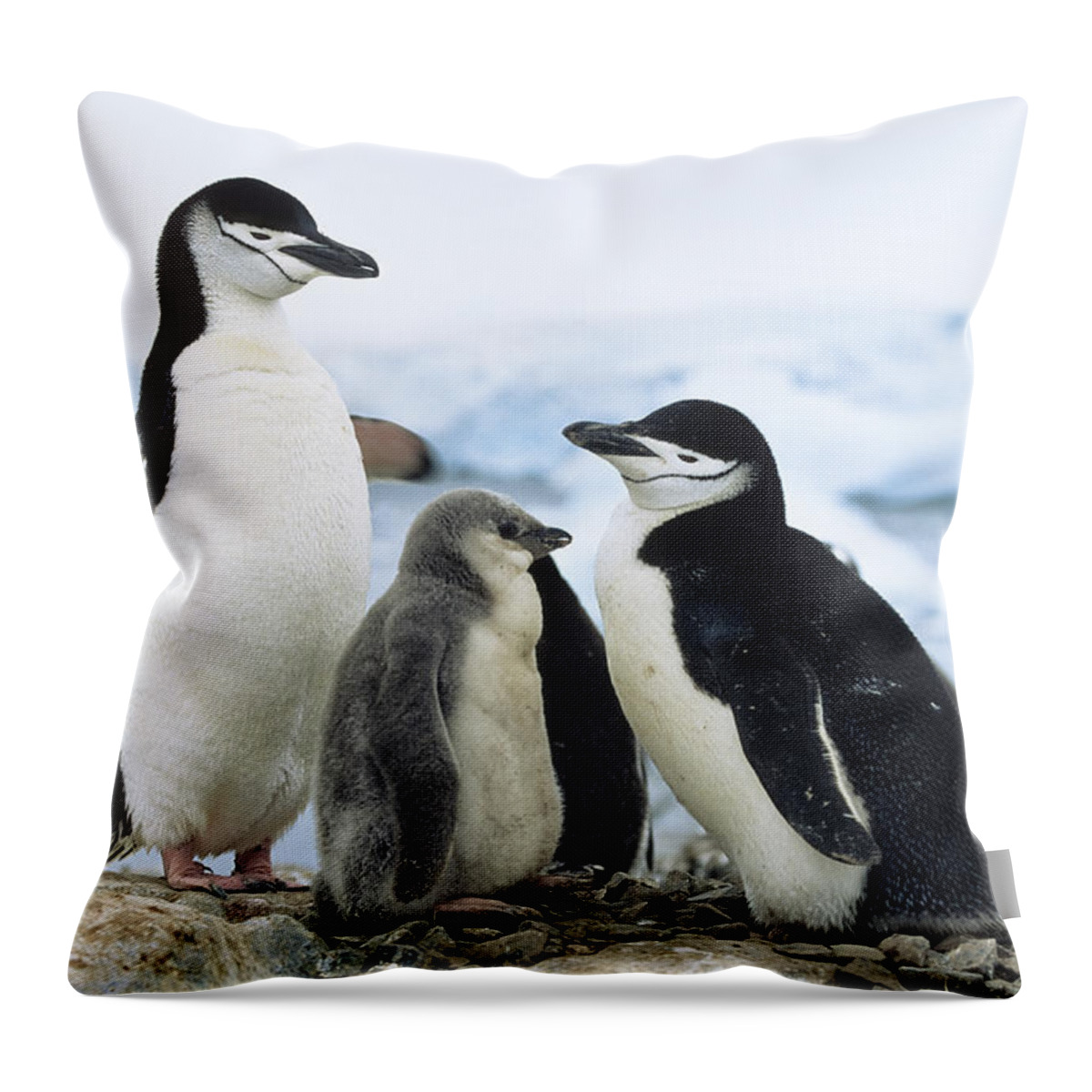 Feb0514 Throw Pillow featuring the photograph Chinstrap Penguins And Chicks Antarctica by Konrad Wothe