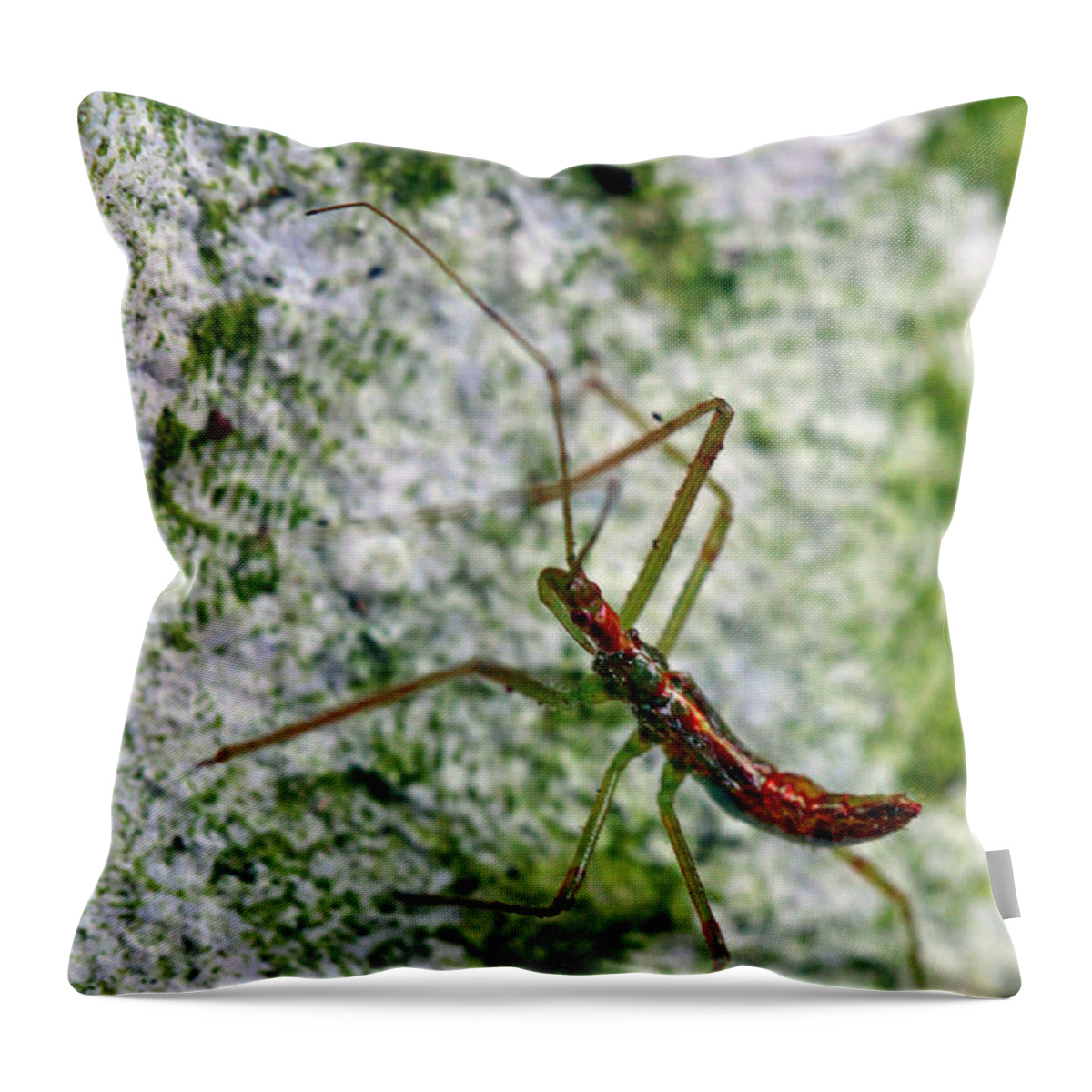 Insects Throw Pillow featuring the photograph Christmas Bug by Jennifer Robin