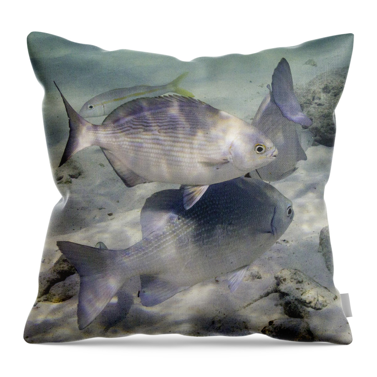 Fish Throw Pillow featuring the photograph Chubbin' Around by Lynne Browne