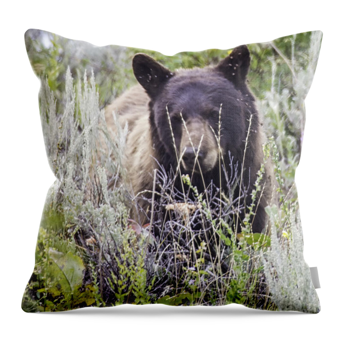 Cinnamon Black Bear Throw Pillow For Sale By Carolyn Fox