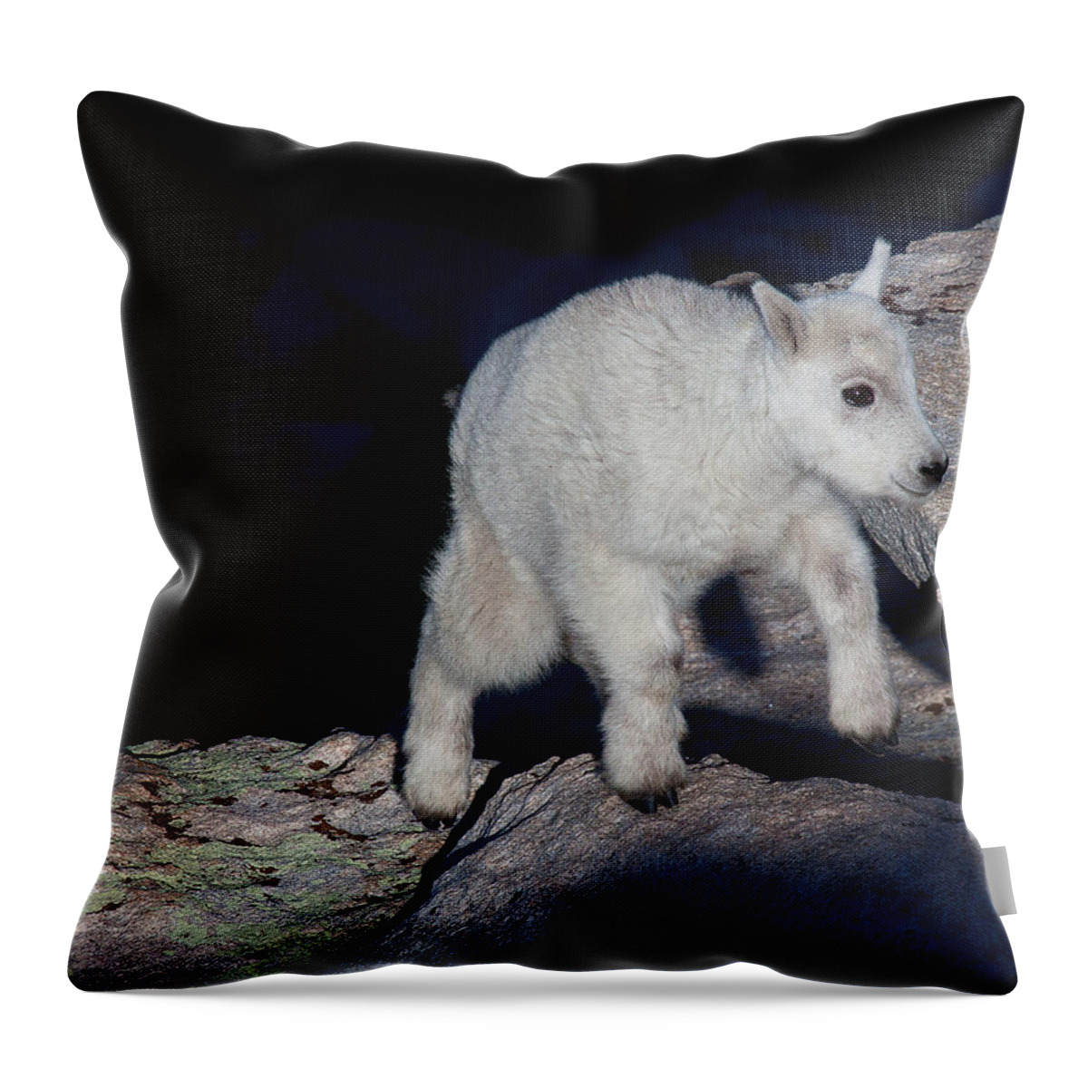 Mountain Goats; Posing; Group Photo; Baby Goat; Nature; Colorado; Crowd; Baby Goat; Mountain Goat Baby; Happy; Joy; Nature; Brothers Throw Pillow featuring the photograph Climb Every Mountain by Jim Garrison