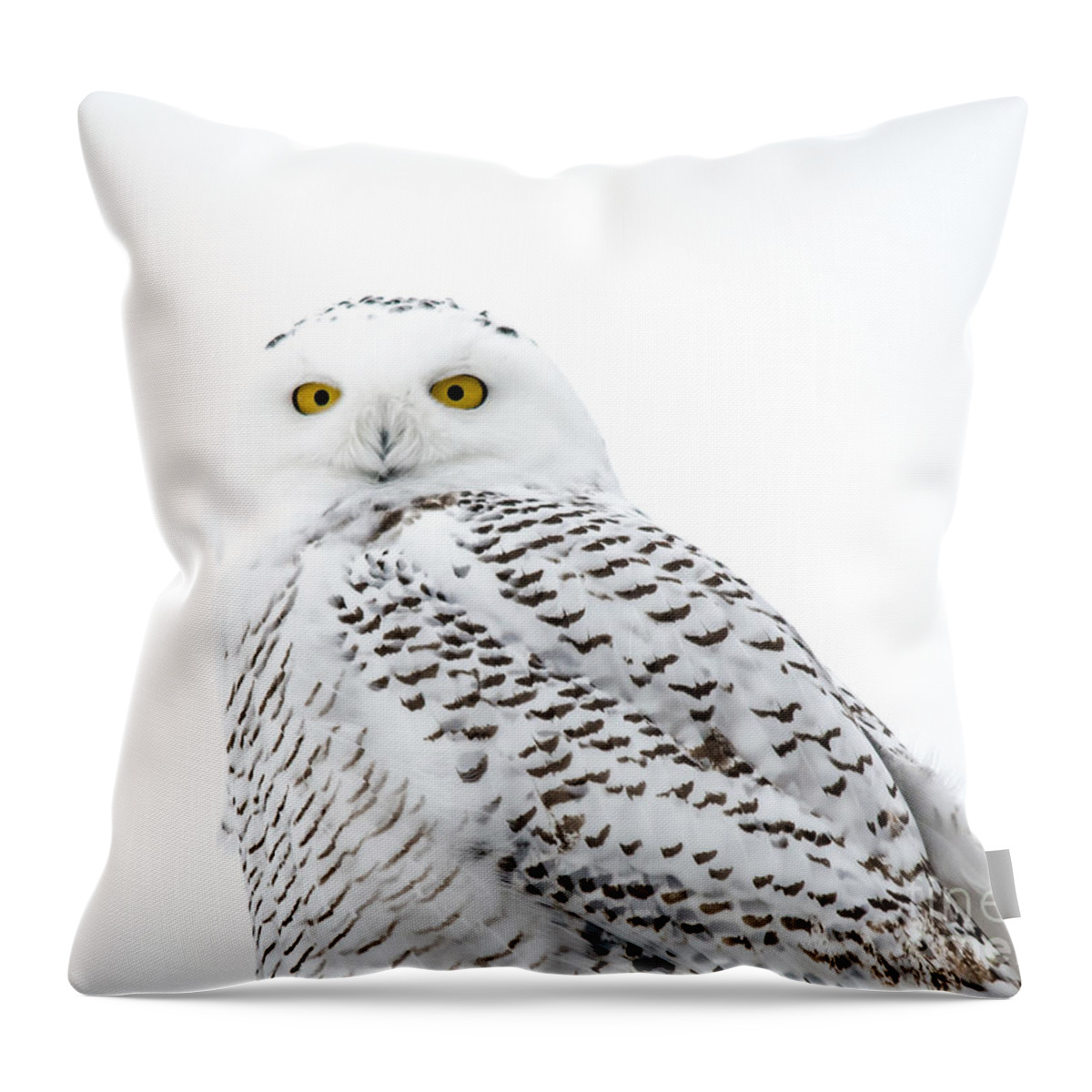 Field Throw Pillow featuring the photograph Close Up Snowy by Cheryl Baxter