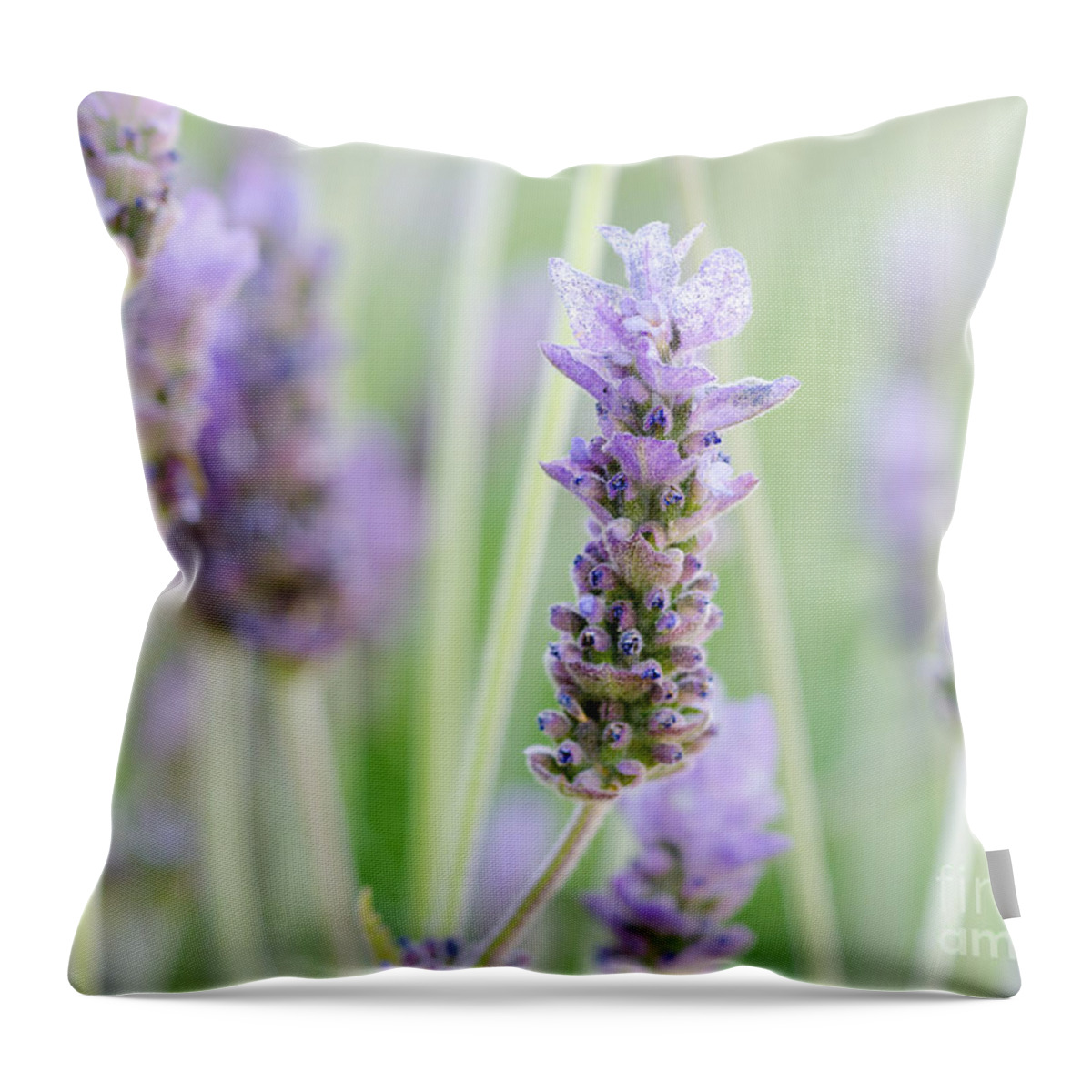 Lavender Throw Pillow featuring the photograph Close Your Eyes by Tamara Becker