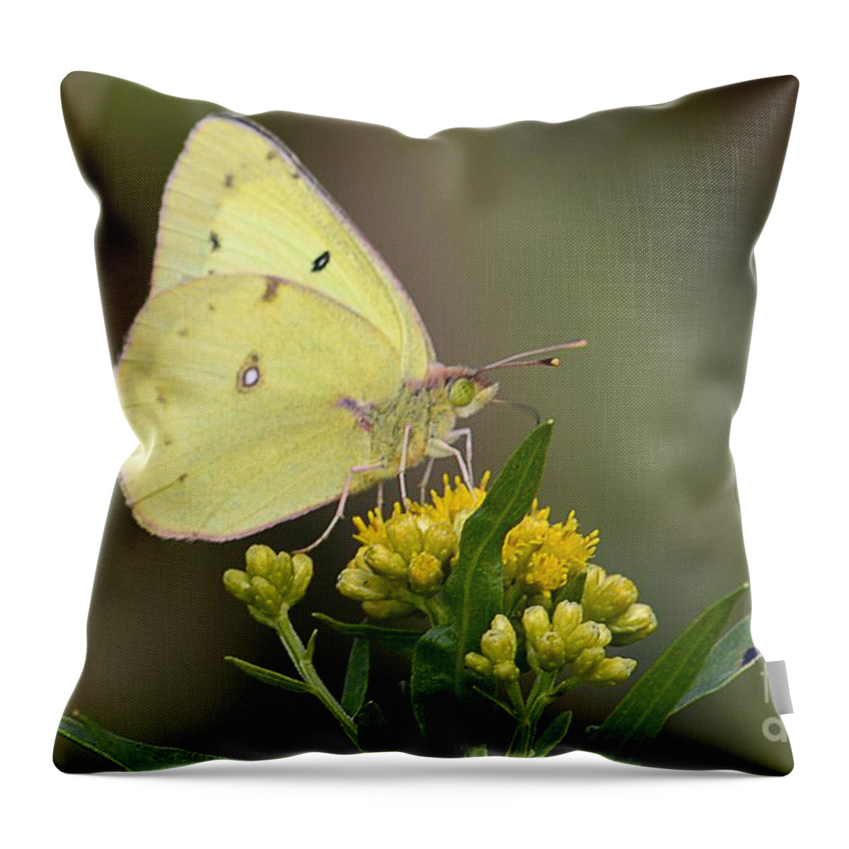 Wildlife Throw Pillow featuring the photograph Clouded Sulphur by Randy Bodkins