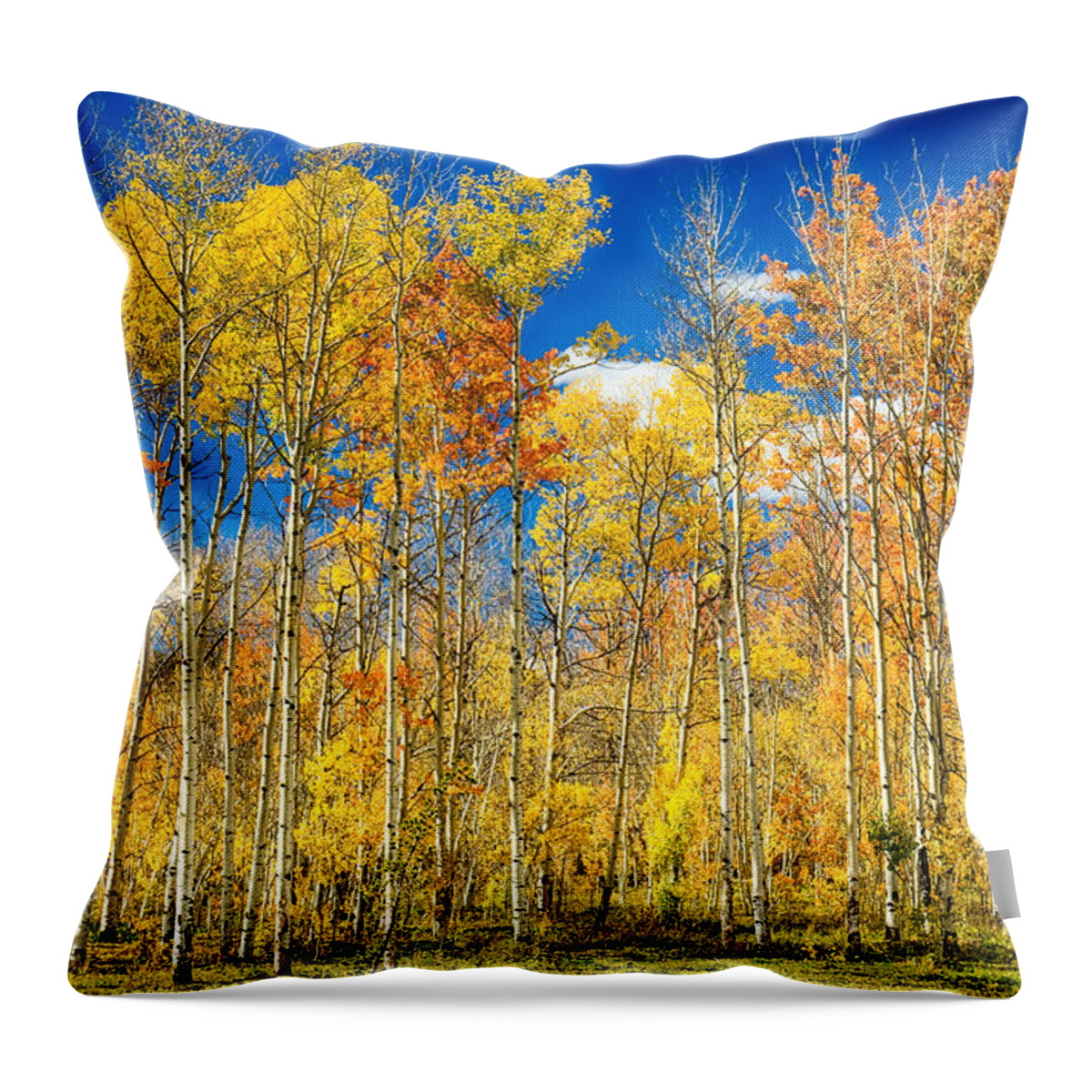 Aspen Throw Pillow featuring the photograph Colorful Colorado Autumn Aspen Trees by James BO Insogna