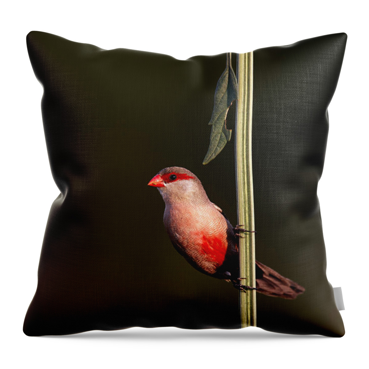 Common Throw Pillow featuring the photograph Common waxbill by Johan Swanepoel