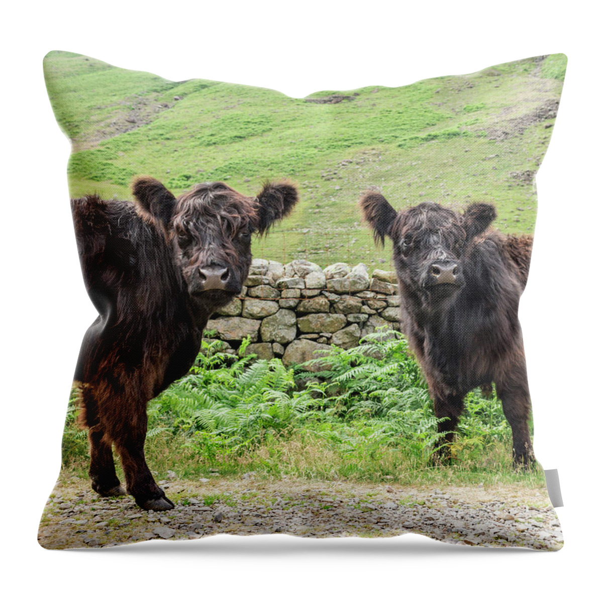 Hairy Throw Pillow featuring the photograph Cows, Lake District, England by David Madison