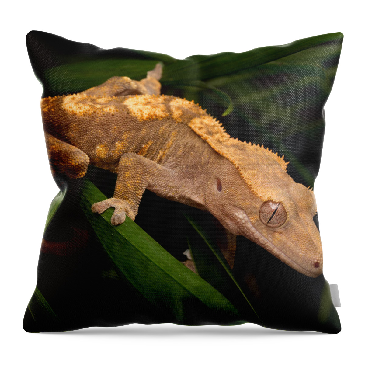 New Caledonian Crested Gecko Throw Pillow featuring the photograph Crested Gecko Rhacodactylus Ciliatus by David Kenny