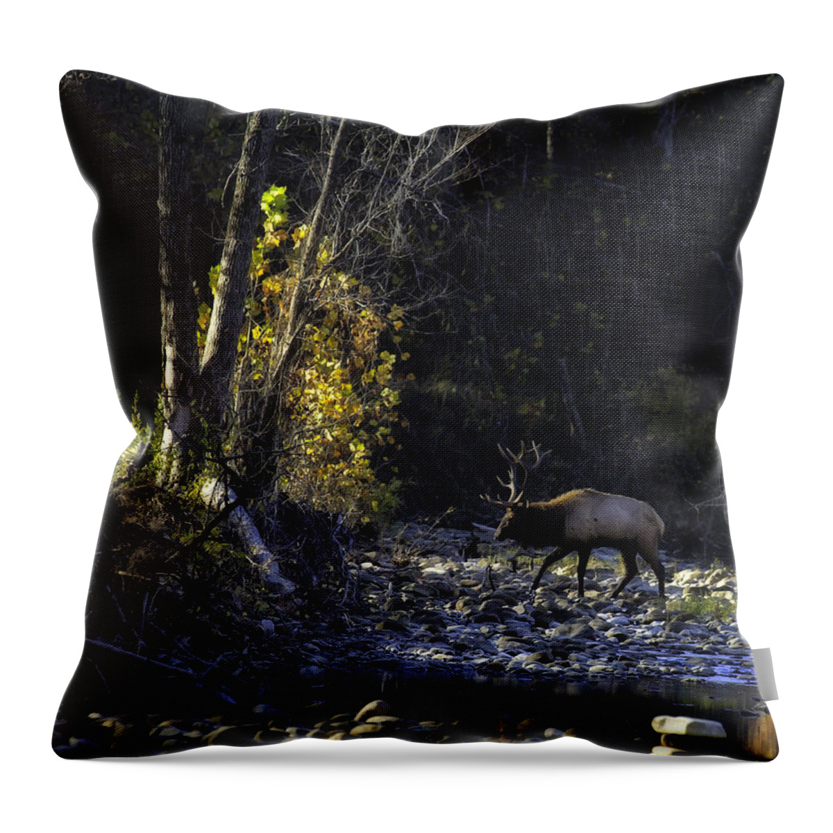 Bull Elk Throw Pillow featuring the photograph Crossing the Buffalo at Daybreak by Michael Dougherty