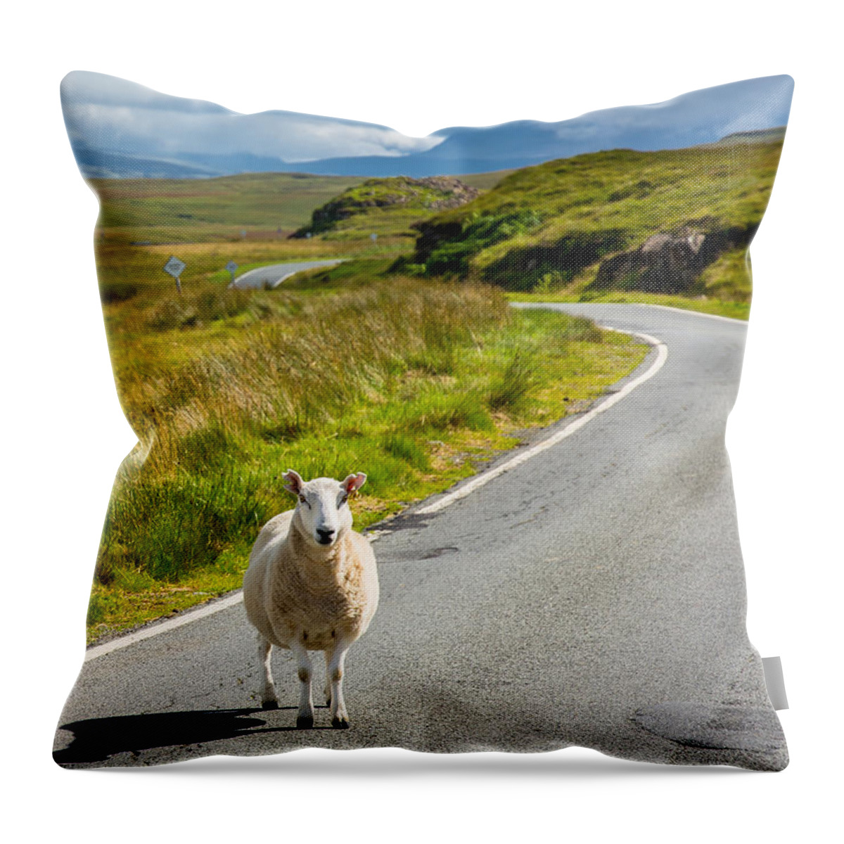 Scotland Throw Pillow featuring the photograph Curious Sheep On Scottish Road by Andreas Berthold