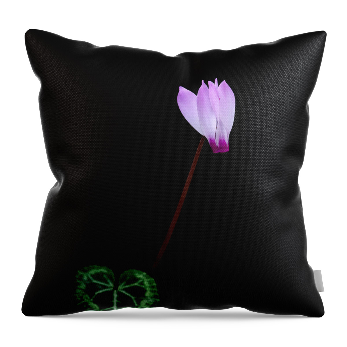 Flower Throw Pillow featuring the photograph Pink Cyclamen flower by Michalakis Ppalis