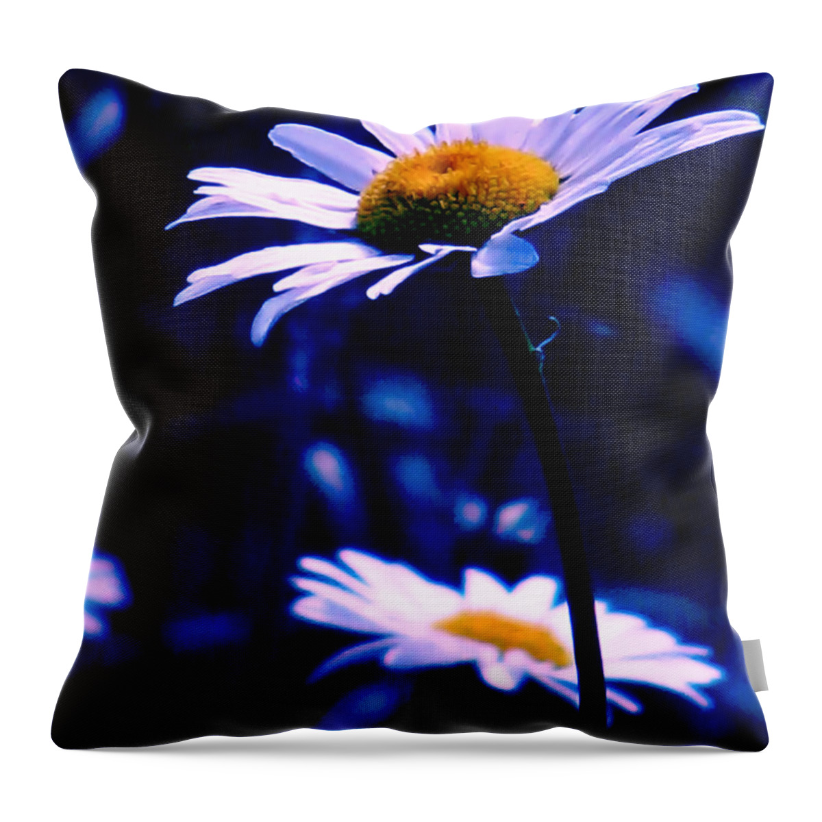 Nature Throw Pillow featuring the photograph Daisies In The Blue Realm by Rory Siegel