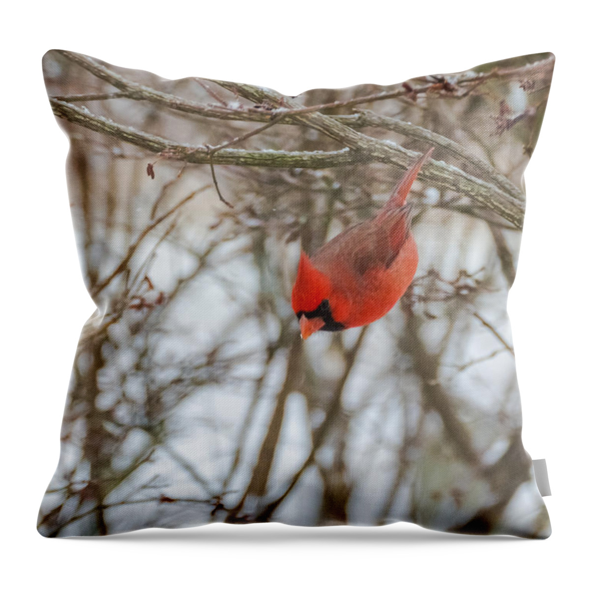 Jan Holden Throw Pillow featuring the photograph Diving Cardinal by Holden The Moment