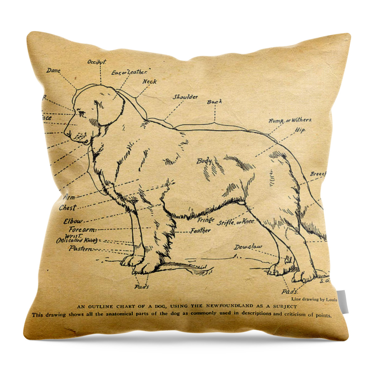 Newfoundland Throw Pillow featuring the photograph Doggy Diagram by Tom Mc Nemar