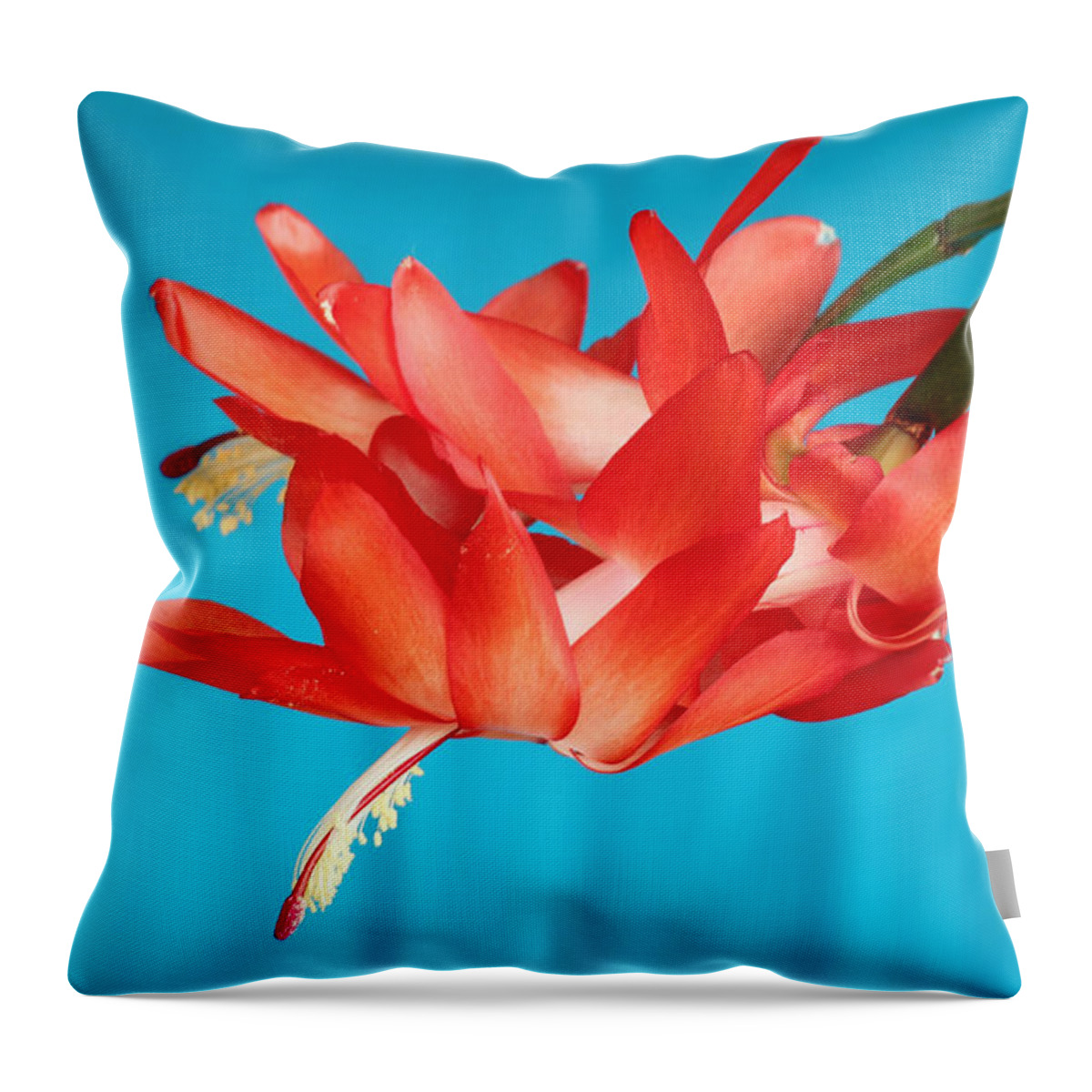 Christmas Cactus Throw Pillow featuring the photograph Double Bloom in Red by E Faithe Lester