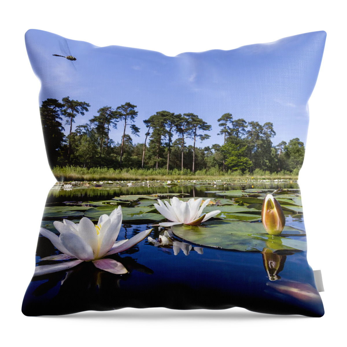 Nis Throw Pillow featuring the photograph Downy Emerald Dragonfly Flying Over Lake by Alex Huizinga