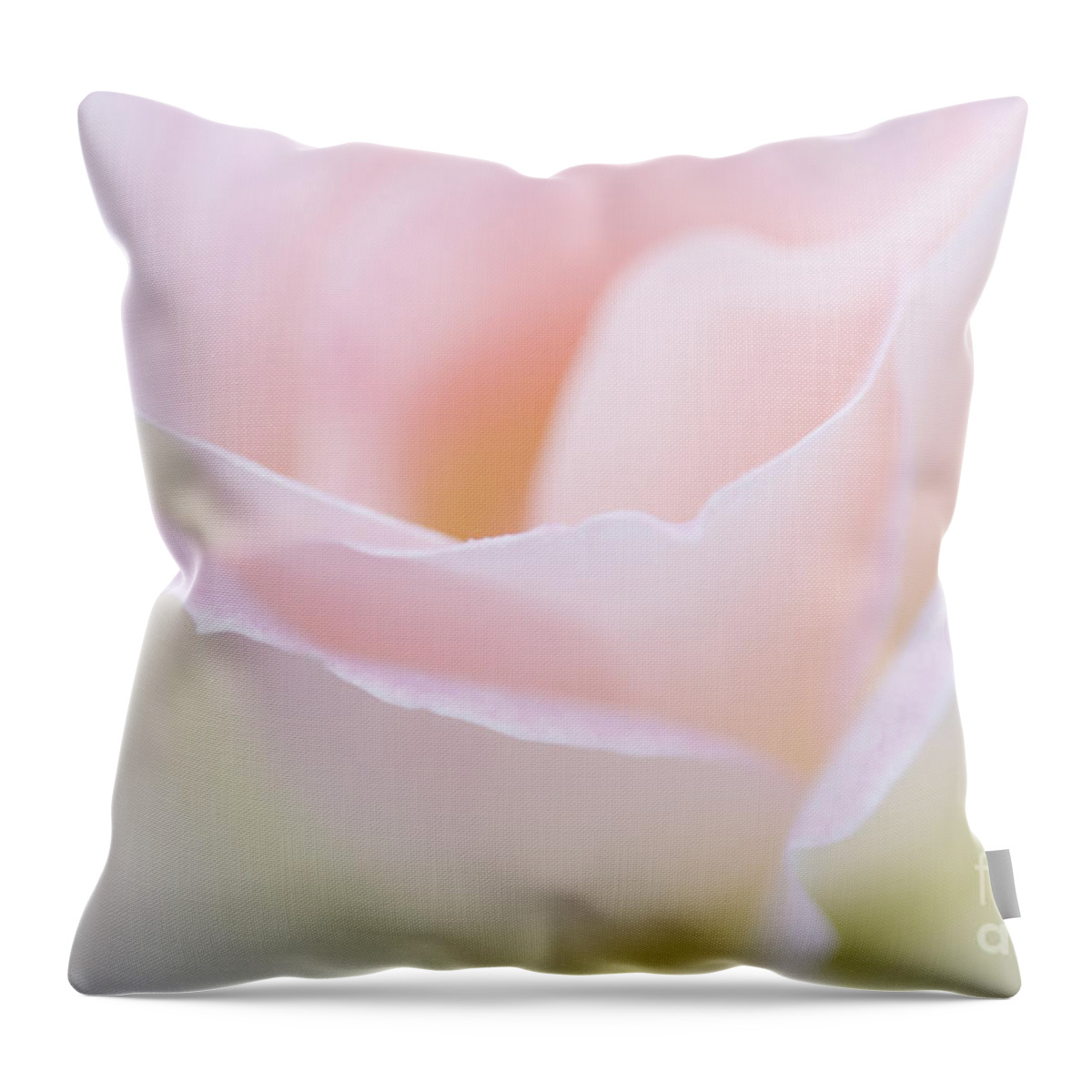 Rose Throw Pillow featuring the photograph Dreamy Rose by Patty Colabuono