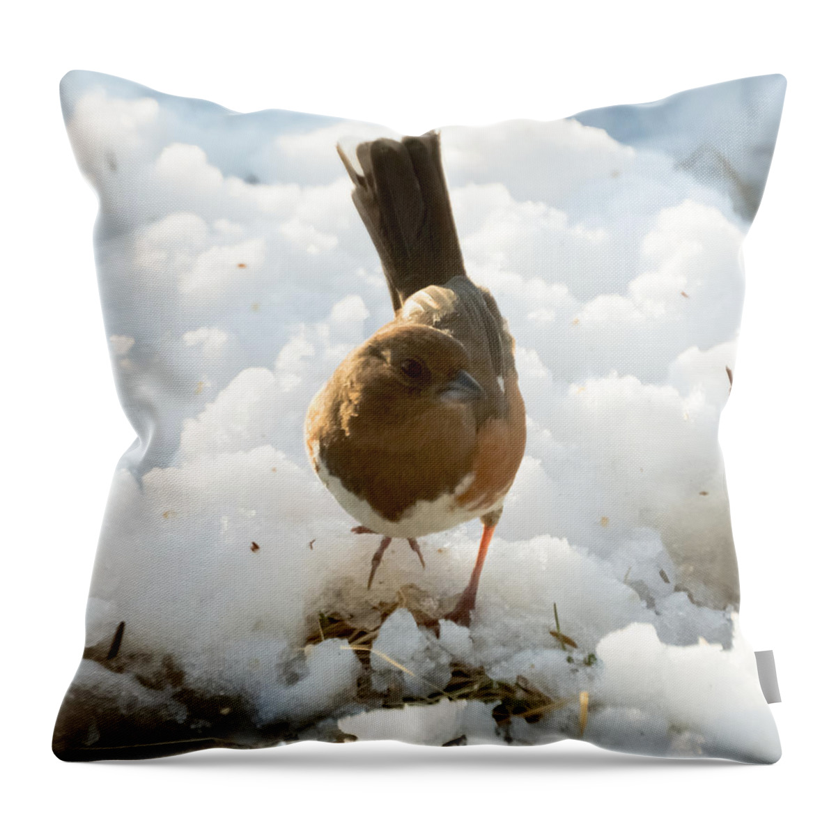 Rufous-sided Towhee Throw Pillow featuring the photograph Eastern Towhee Poses for Photograph by Holden The Moment