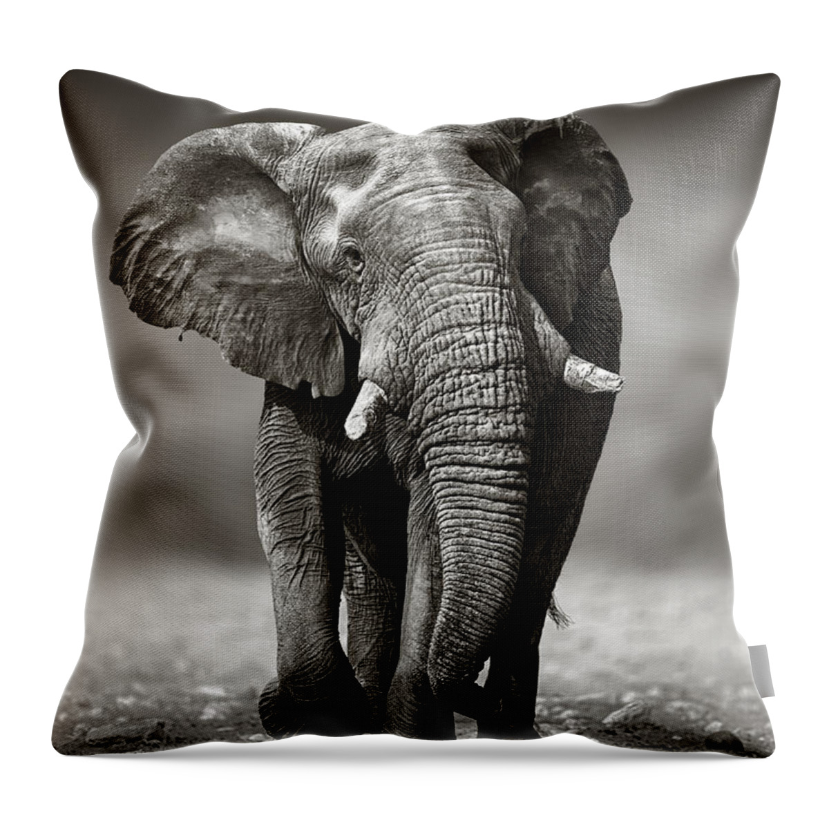 Elephant Throw Pillow featuring the photograph Elephant approach from the front by Johan Swanepoel