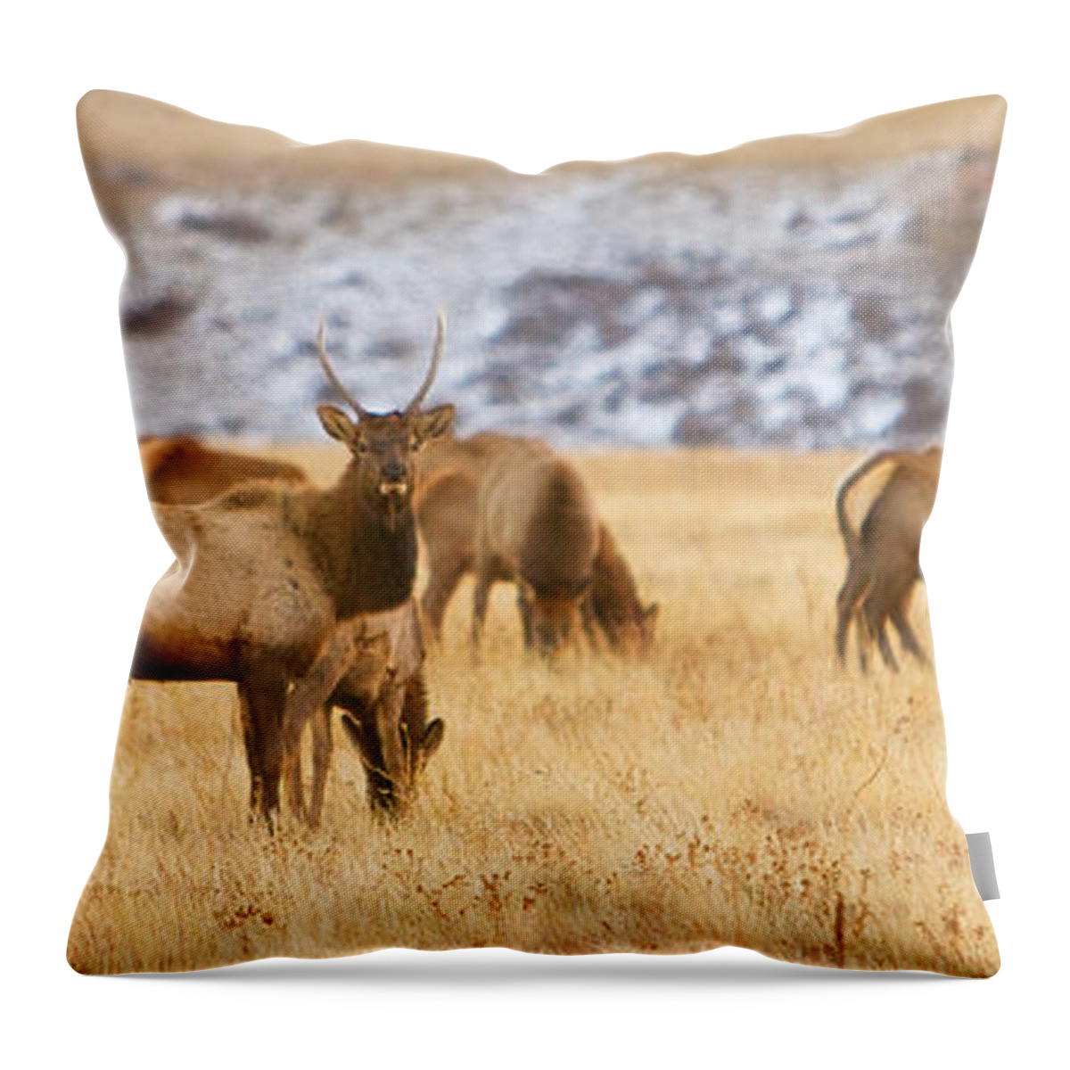 Elk Throw Pillow featuring the photograph Elk Herd Colorado Foothills Plains Panorama by James BO Insogna