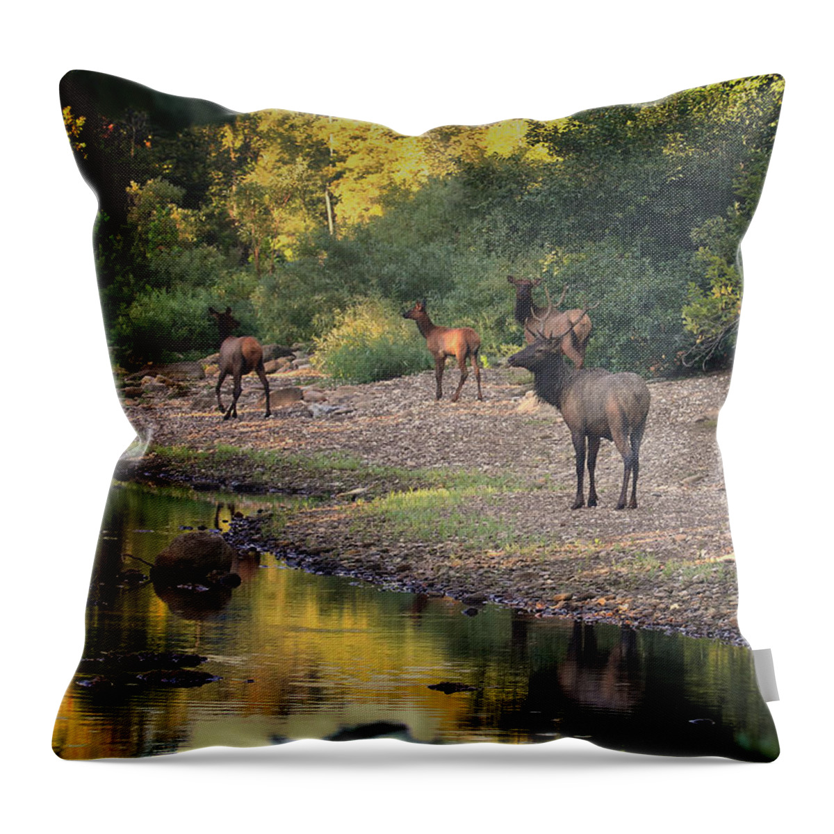 Elk Throw Pillow featuring the photograph Elk Herd Along the Hailstone by Michael Dougherty