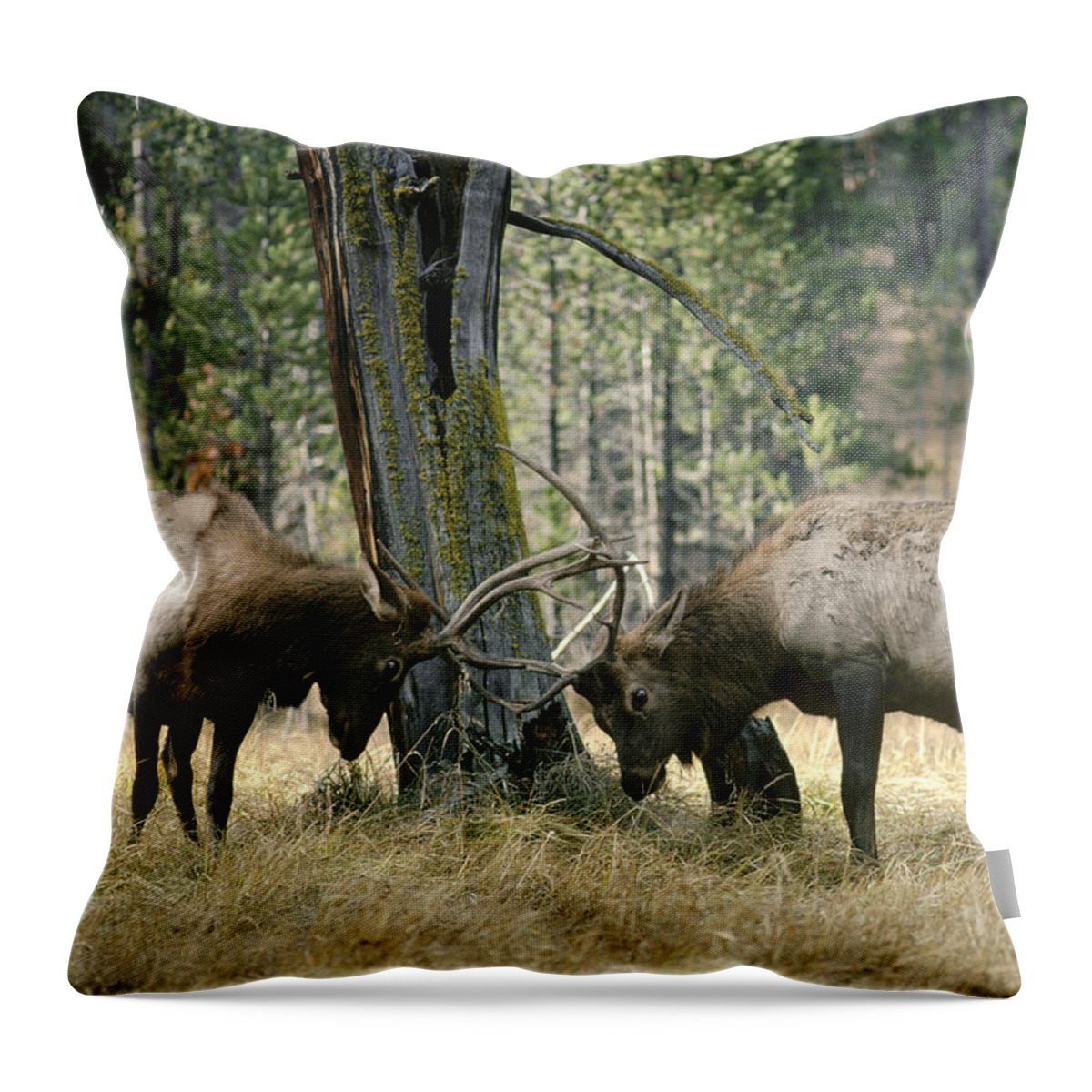 Feb0514 Throw Pillow featuring the photograph Elks Sparring Yellowstone Np Wyoming by Michael Quinton