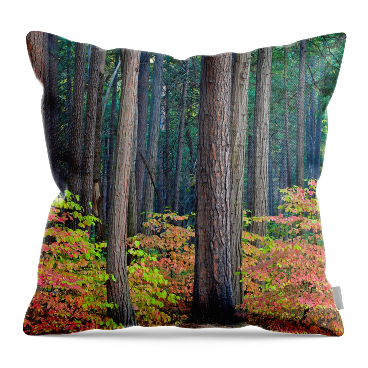 Landscape Throw Pillow featuring the photograph Enchanted Forest by Jonathan Nguyen