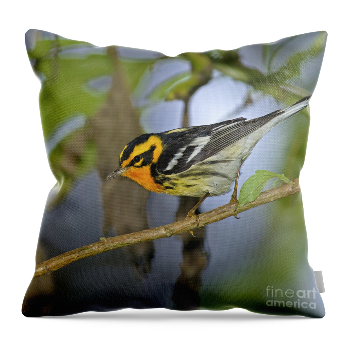 Festblues Throw Pillow featuring the photograph EyeCandy... by Nina Stavlund