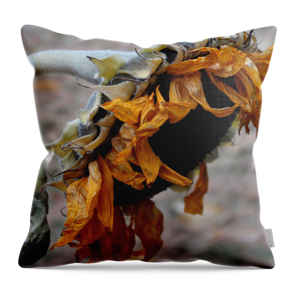 Sunflower Throw Pillow featuring the photograph Fading Sunflower by David T Wilkinson