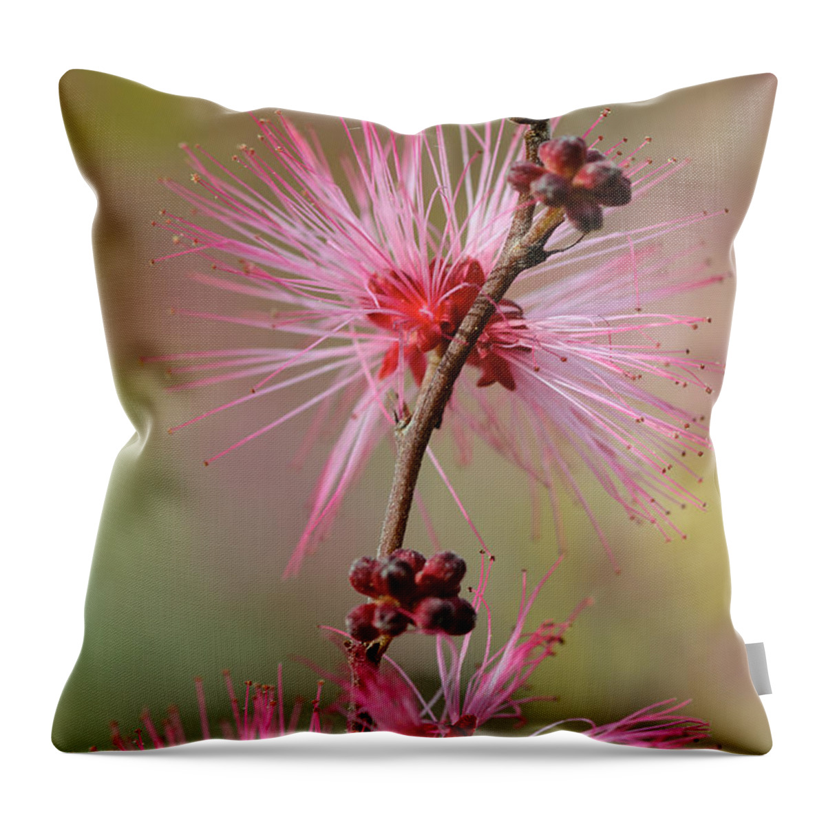 Fairy Duster Throw Pillow featuring the photograph Fairy Duster by Tamara Becker