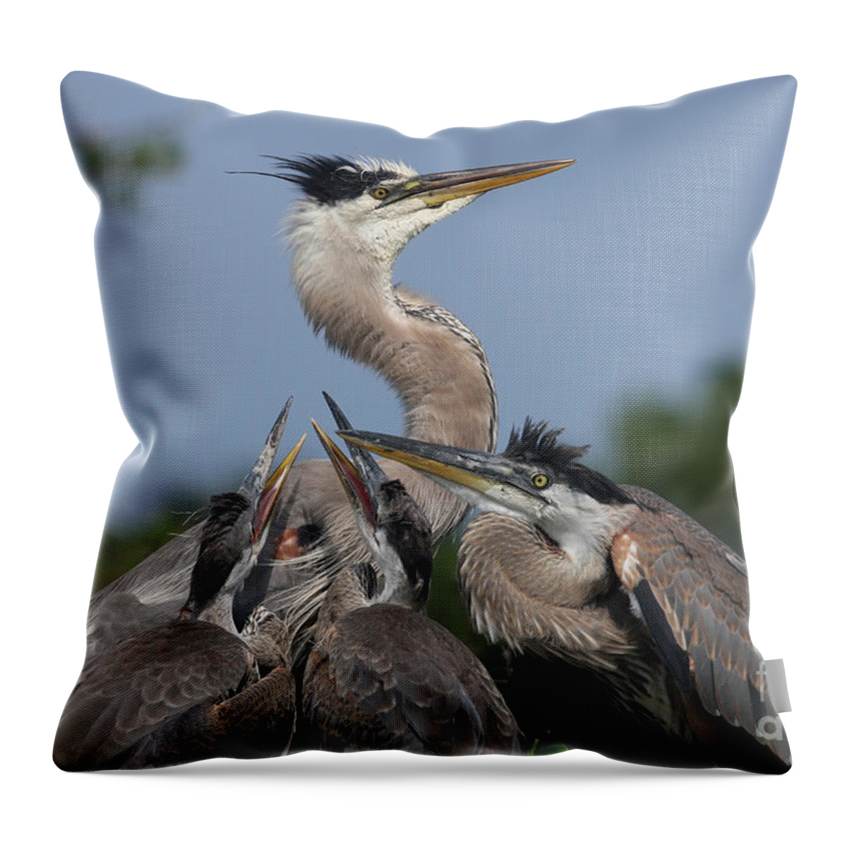 Great Throw Pillow featuring the photograph Family Portrait by Jayne Carney