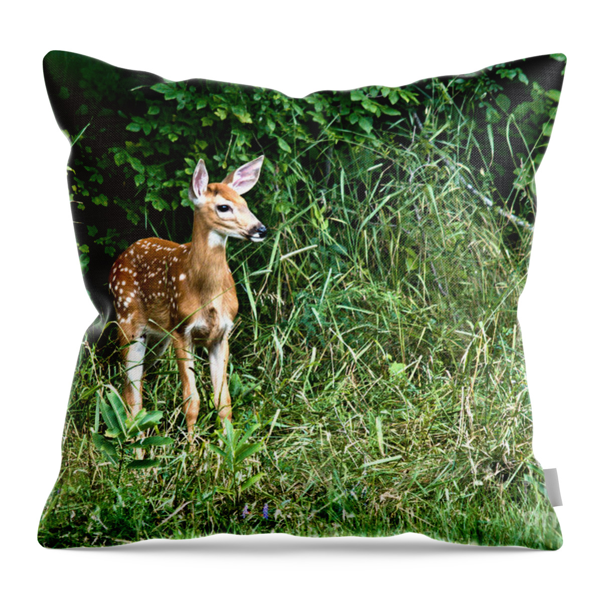 Deer Throw Pillow featuring the photograph Fawn by Cheryl Baxter