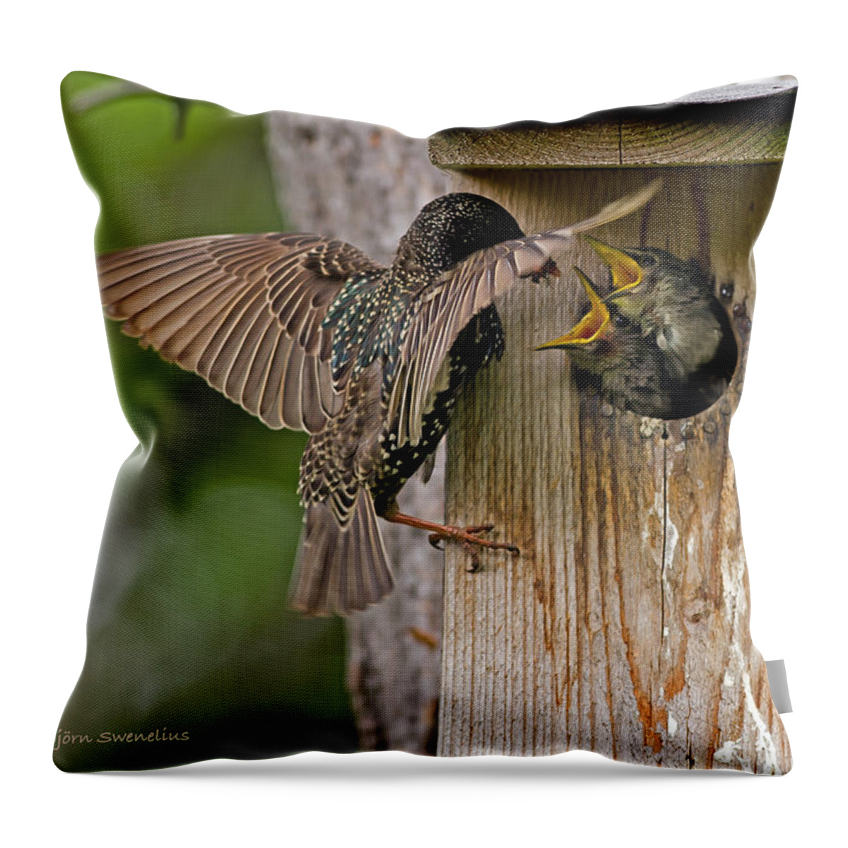 Feeding Starlings Throw Pillow featuring the photograph Feeding Starlings by Torbjorn Swenelius