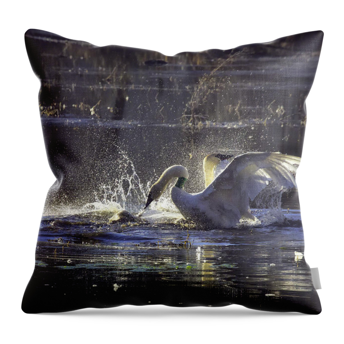 Trumpeter Swans Throw Pillow featuring the photograph Fighting Swans Boxley Mill Pond by Michael Dougherty