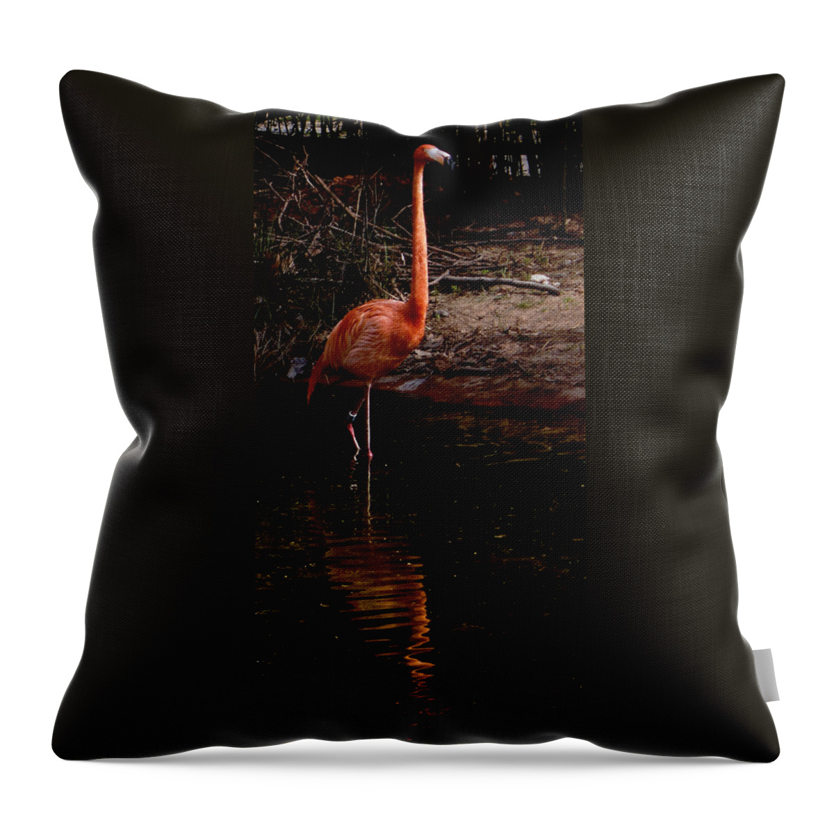 Flamingo Throw Pillow featuring the photograph Flamingo at rest. by Weston Westmoreland