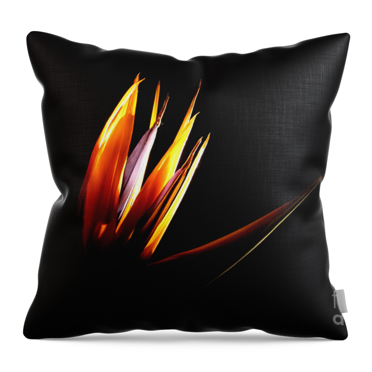 Photography Throw Pillow featuring the photograph Flor Encendida Detalle by Francisco Pulido