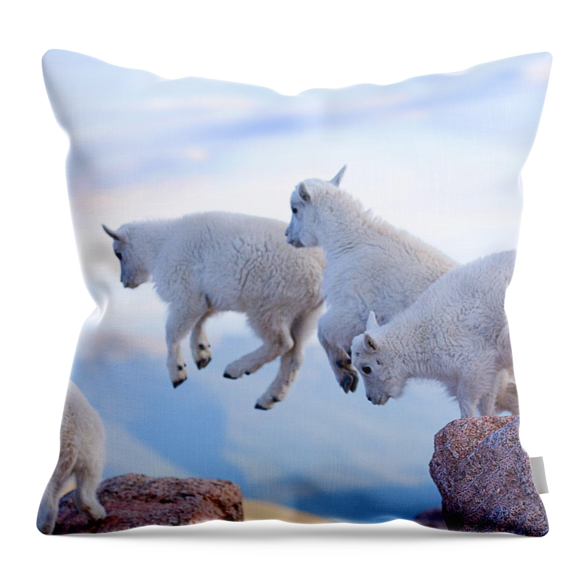 Mountain Goats; Posing; Group Photo; Baby Goat; Nature; Colorado; Crowd; Baby Goat; Mountain Goat Baby; Happy; Joy; Nature; Brothers Throw Pillow featuring the photograph Follow the Leader by Jim Garrison